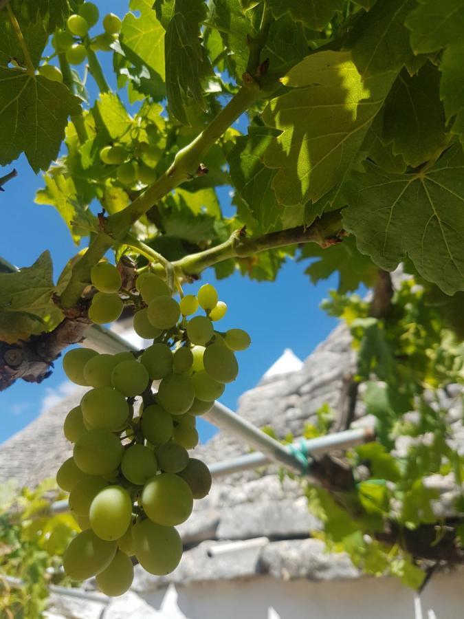 I Trulli Di Nonno Giovanni Alberobello Luaran gambar
